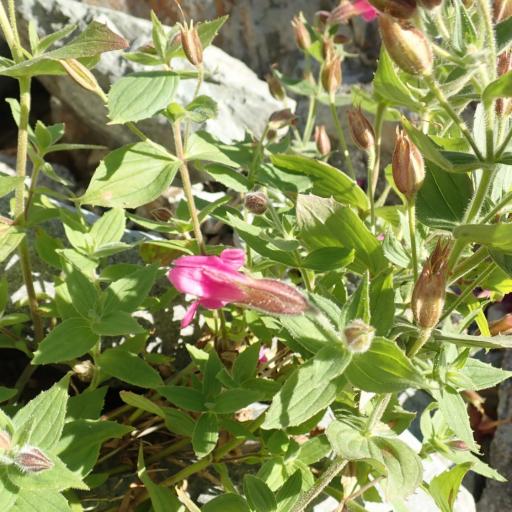 Erythranthe lewisii other