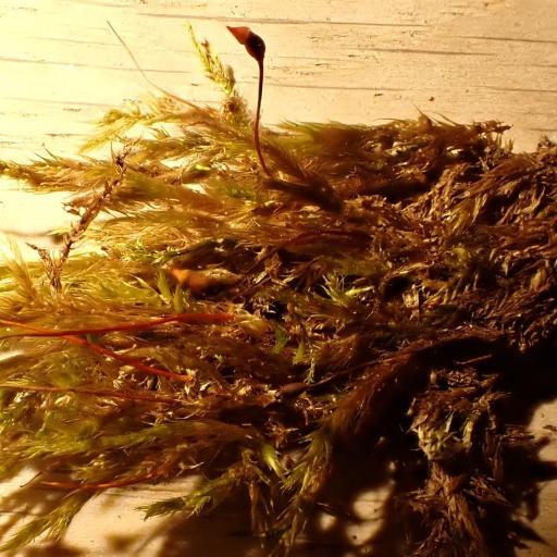 Sciuro-hypnum populeum other