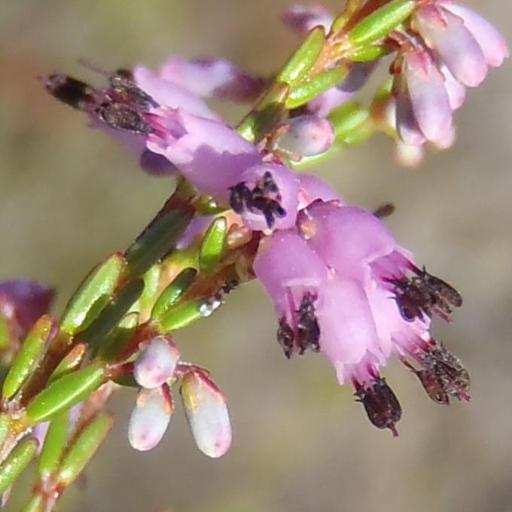 Erica rosacea — houseplant care guide