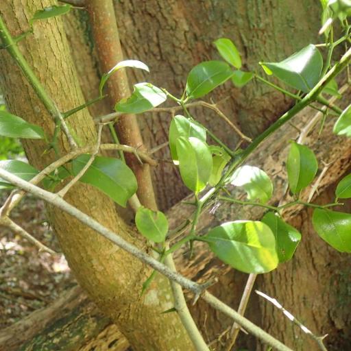 Chaetachme aristata — search result for 'Celtis'