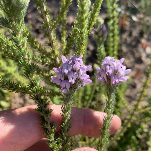 Aspalathus cephalotes other