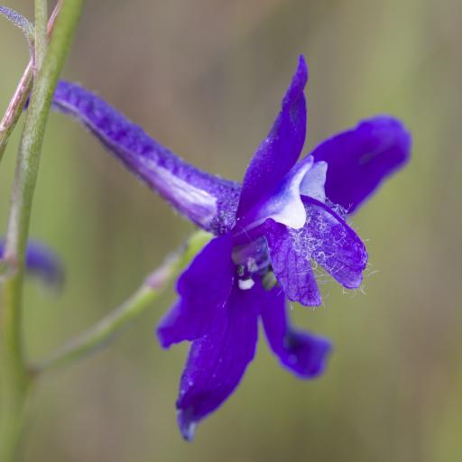 Delphinium hesperium — houseplant care guide