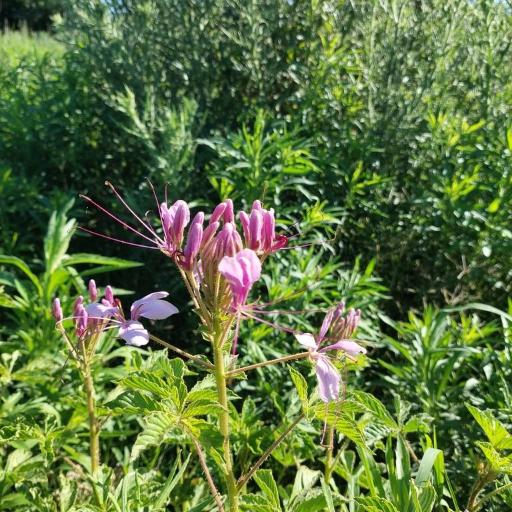 Tarenaya houtteana other