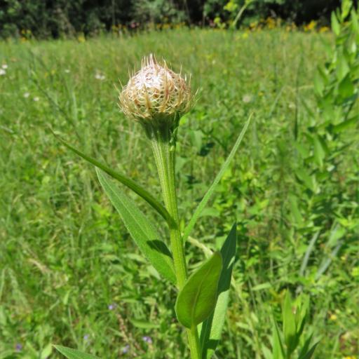 Plectocephalus americanus other