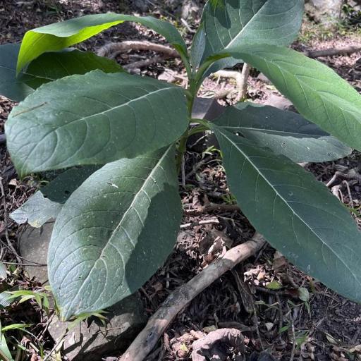 Trichodesma calycosum — houseplant care guide