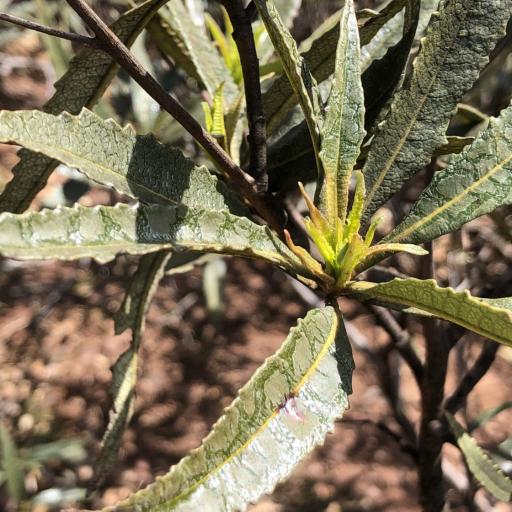 Eriodictyon californicum other