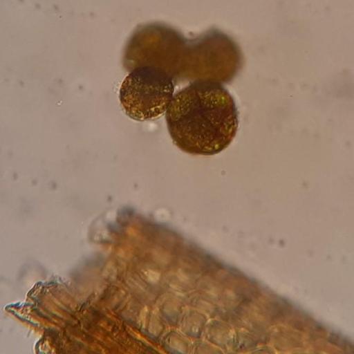 Didymodon rigidulus — houseplant care guide