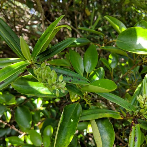 Veronica macrocarpa other