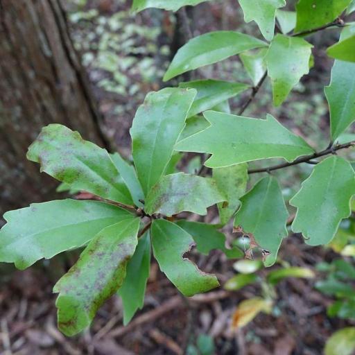 Alseuosmia quercifolia other