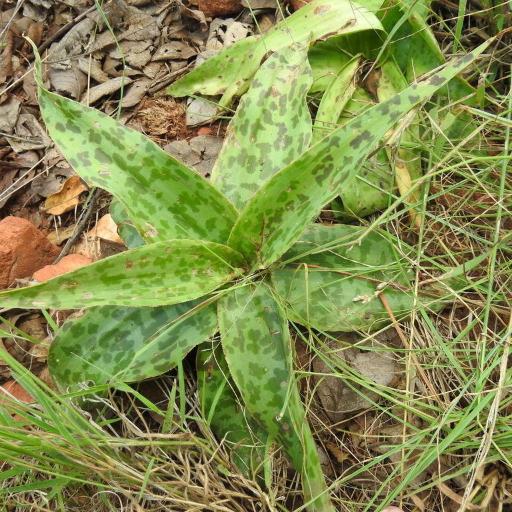 Ledebouria luteola — search result for 'Ledebouria'