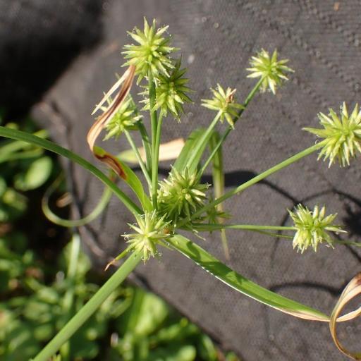 Cyperus croceus other