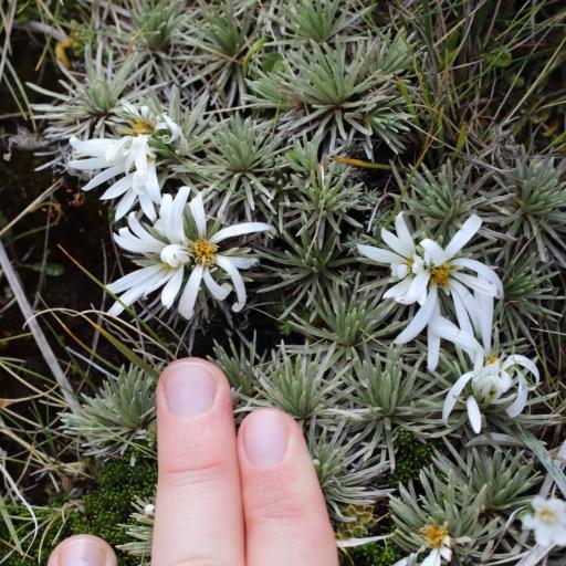 Celmisia sessiliflora other
