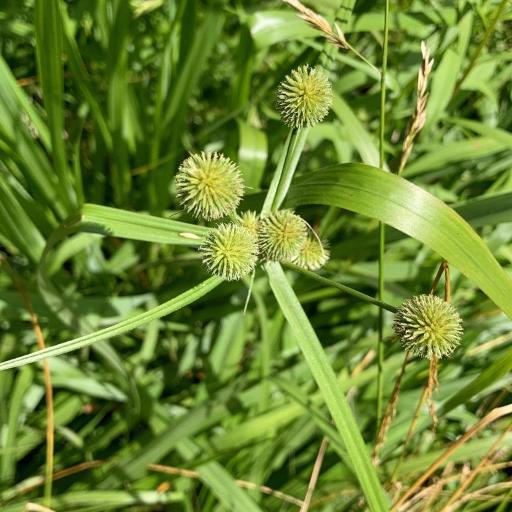 Cyperus echinatus — houseplant care guide