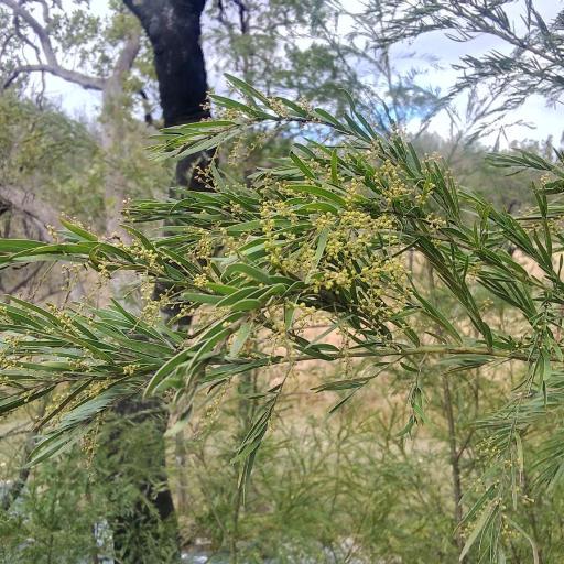 Acacia fimbriata other