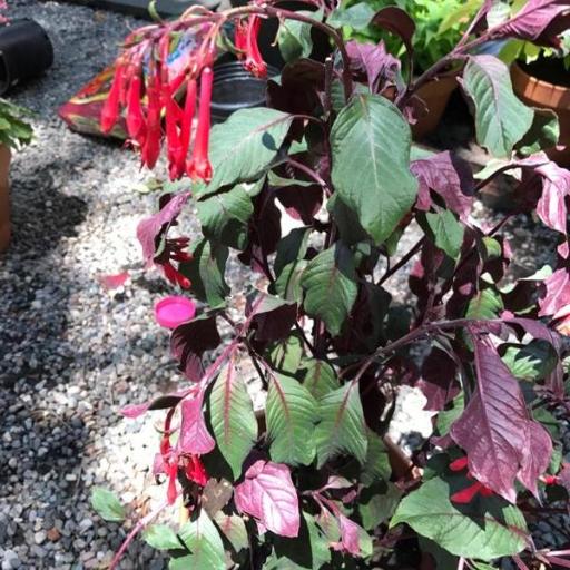 Fuchsia dependens other