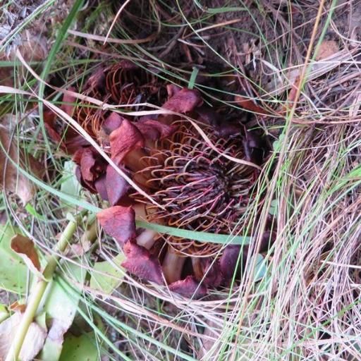 Protea amplexicaulis other