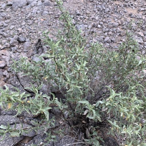 Ambrosia deltoidea other