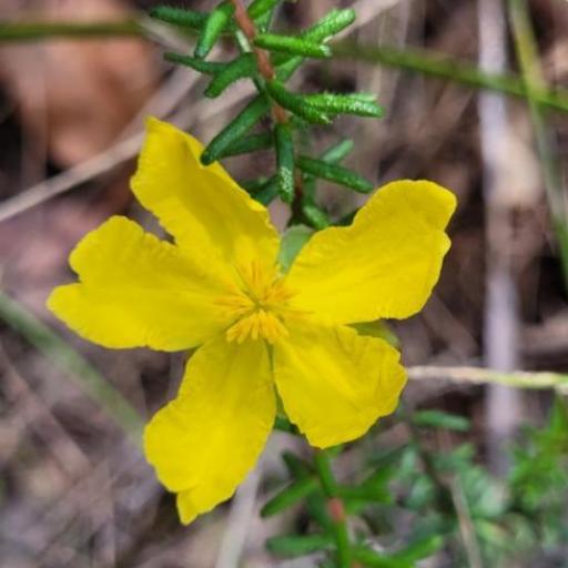 Hibbertia riparia other