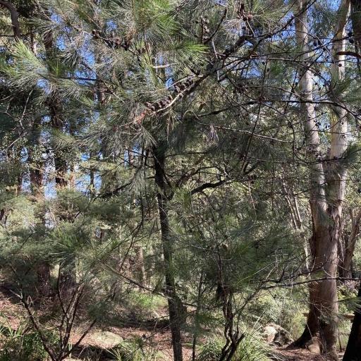 Allocasuarina littoralis other