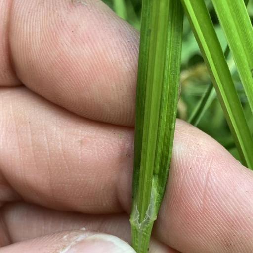 Carex cristatella — houseplant care guide