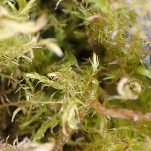 Drepanocladus aduncus other