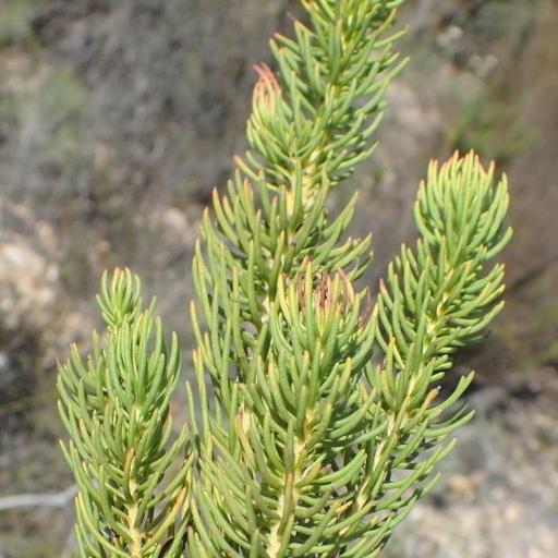 Leucadendron teretifolium — search result for 'Leucadendron'