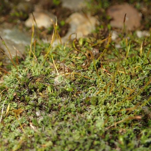 Tortula muralis other