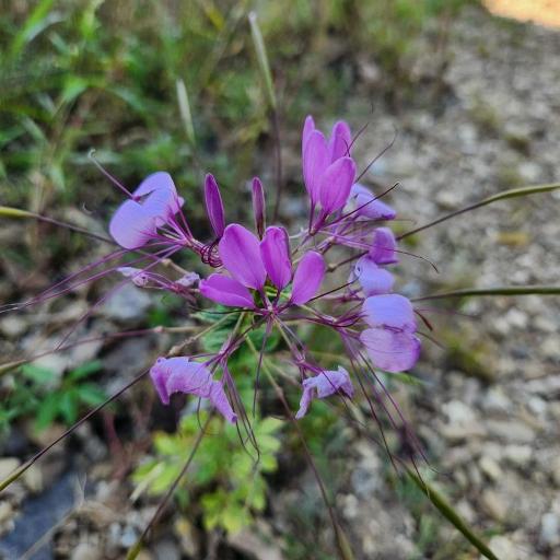 Tarenaya houtteana — search result for 'Citronella'