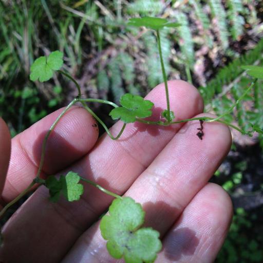 Hydrocotyle heteromeria other