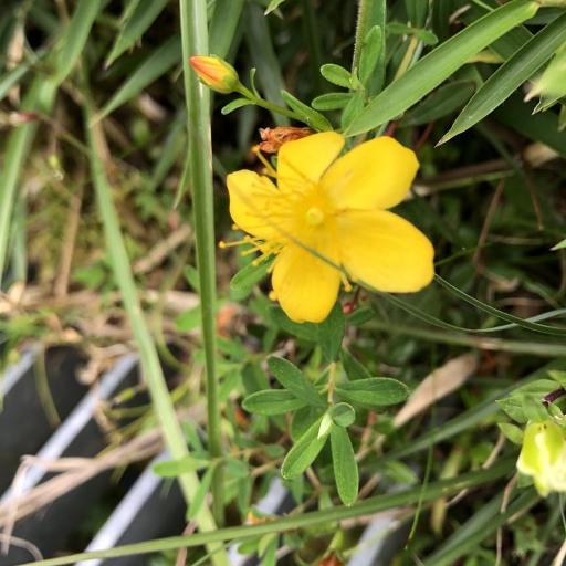 Hypericum nagasawae other