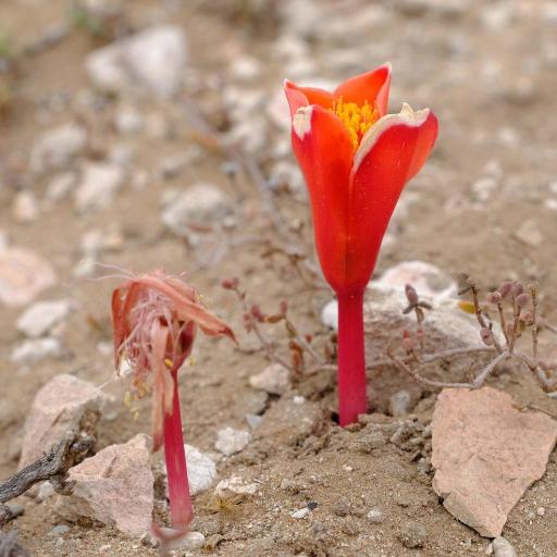 Haemanthus pubescens — search result for 'Namibia'