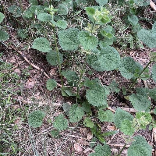 Urtica thunbergiana other
