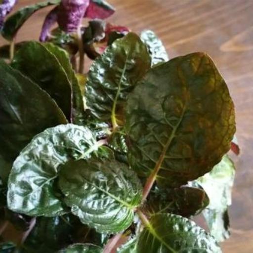 Strobilanthes alternata other