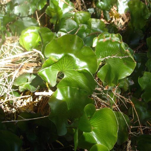 Hymenophyllum nephrophyllum other