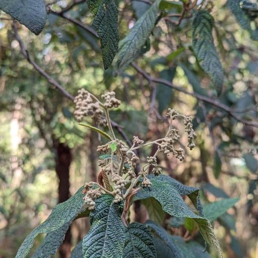 Pomaderris aspera — search result for 'Rhamnaceae'