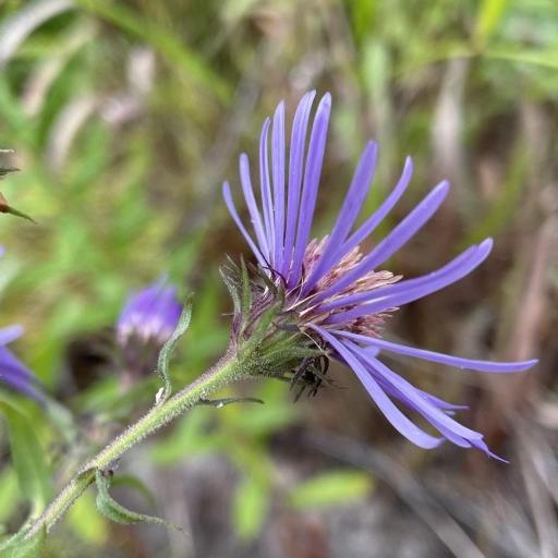Canadanthus modestus — houseplant care guide