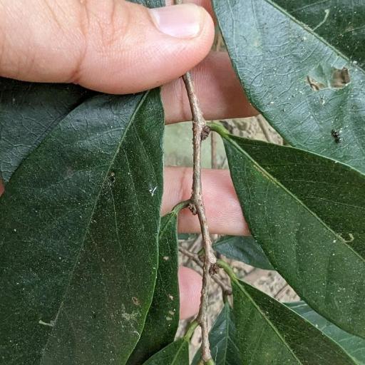 Bridelia balansae other