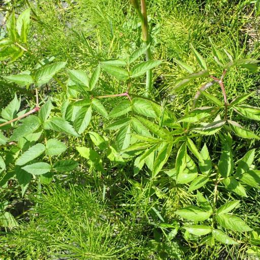 Angelica genuflexa other