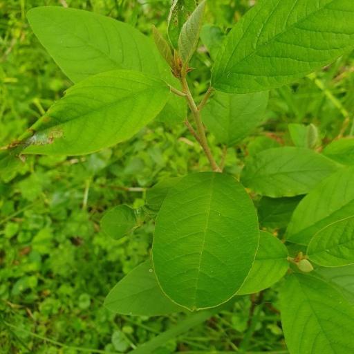 Pomaderris kumeraho other