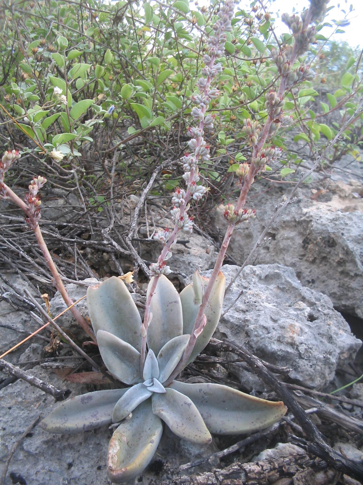 Thompsonella minutiflora other