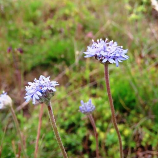 Brunonia australis — search result for 'Perennial or annual herb'