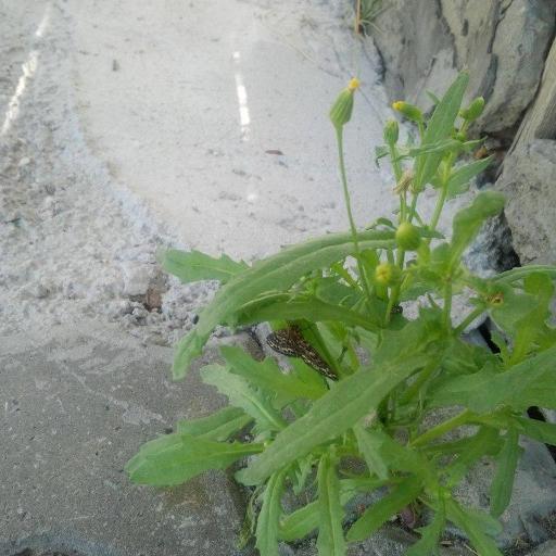 Senecio dubitabilis other