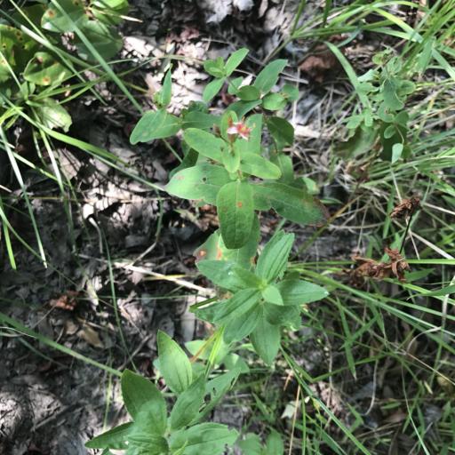 Hypericum virginicum other