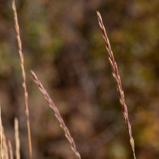 Elymus violaceus other