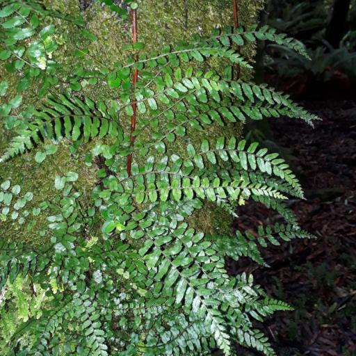 Blechnum filiforme other