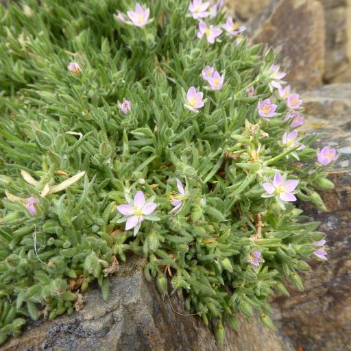 Spergularia macrotheca other