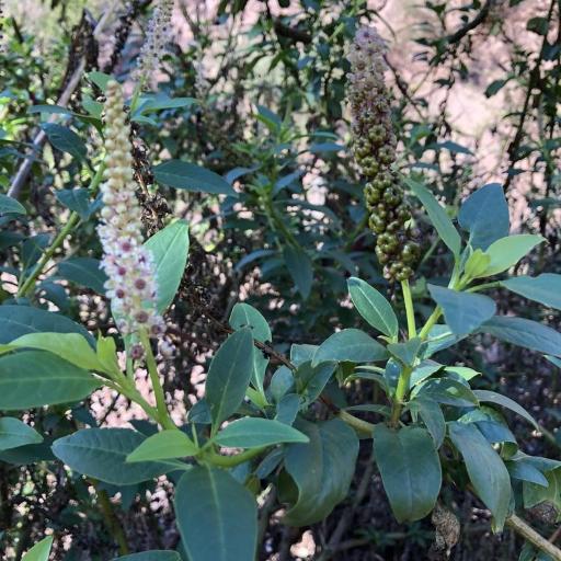 Phytolacca heterotepala other