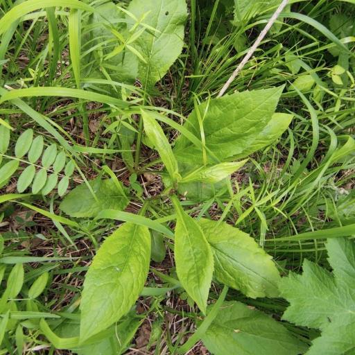 Solidago dahurica — search result for 'Solidago'