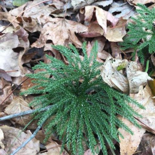 Lycopodium obscurum