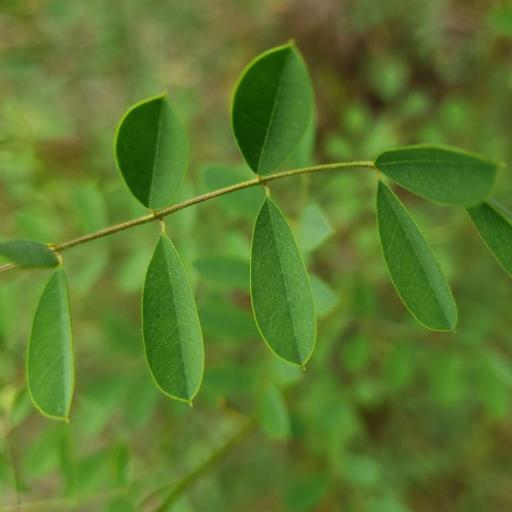 Indigofera caroliniana — houseplant care guide